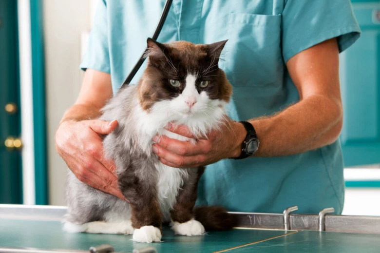 Veterinář drží kočku na vyšetřovacím stole bez viditelných skvrn.