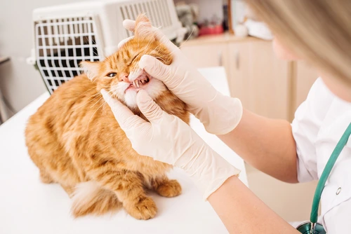 Veterinář zkoumá ústní dutinu oranžové kočky při vyšetření.