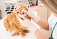 Veterinář zkoumá zuby oranžové kočky při vyšetření.