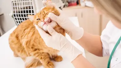 Veterinář zkoumá zuby oranžové kočky při vyšetření.
