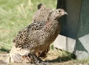 Bažant stojí na trávě vedle dřevěného objektu pro domácí chov.