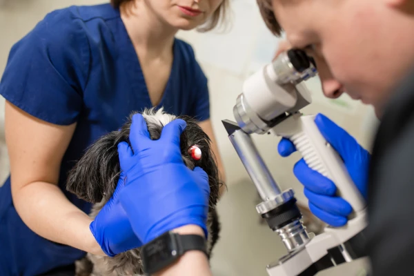 Veterinář zkoumá poškozenou rohovku psa pomocí oftalmoskopu.