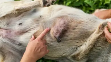 Pso s velkým nádorem na břiše ukazuje příznaky metastáz.
