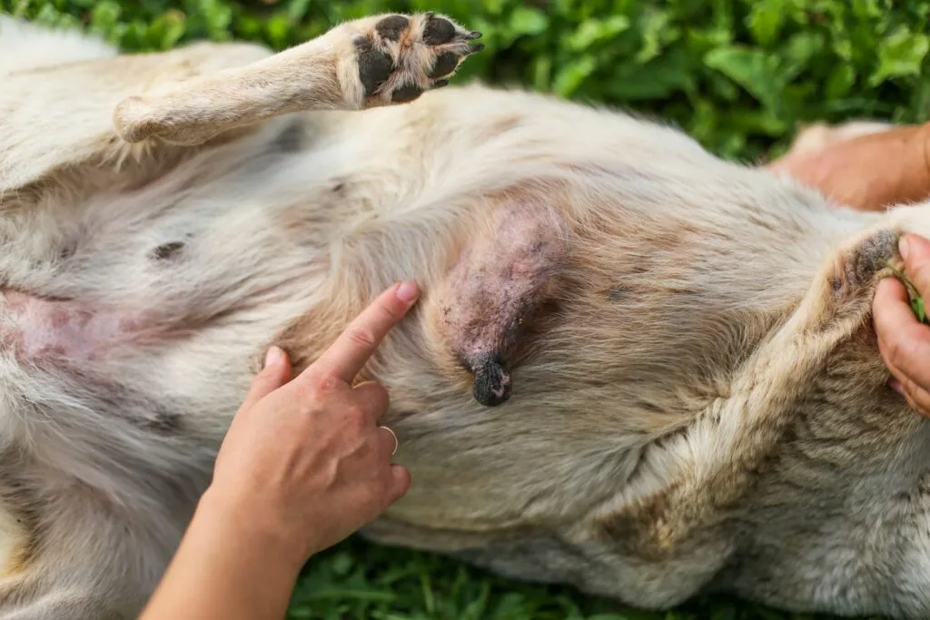 Pso s velkým nádorem na břiše ukazuje příznaky metastáz.