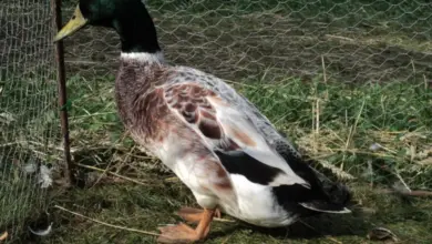 Mužský kachna divoká stojí na trávě u pletiva.
