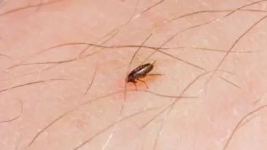 Kočičí blecha na lidské kůži s vlasy