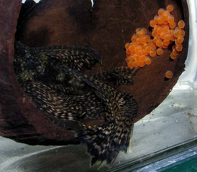 Ancistrus klade oranžová vajíčka do úkrytu pro péči o potomstvo.