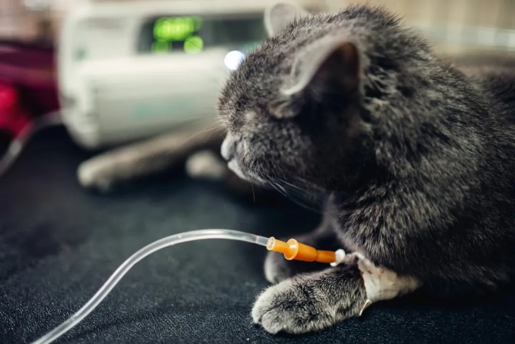 Šedá kočka s infuzní jehlou v veterinární ambulanci.