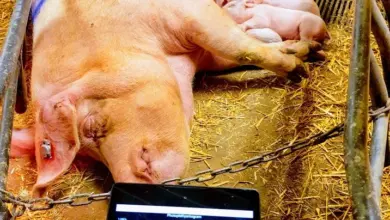 Matka prasice s mláďaty a měřicí přístroj pro sledování teploty