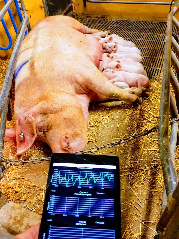 Matka prasice s mláďaty a měřicí přístroj pro sledování teploty