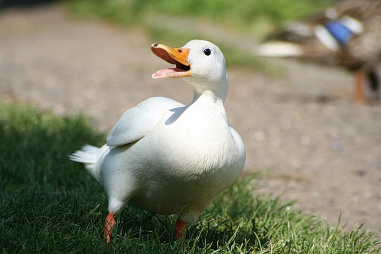 Bílá pekingská kachna stojí na trávě s otevřeným zobákem.