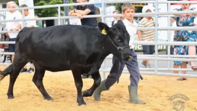 Chlapec vede černou mini kravu po areálu.