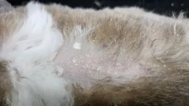 Králičí kůže s lupy a vypadávajícími chlupy.