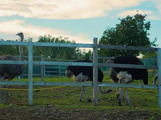 Ostriches in enclosure