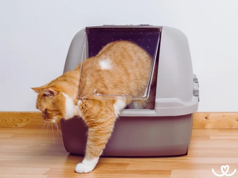 Oranžová kočka vystupuje z krytého kočičího toaletu na dřevěné podlaze.
