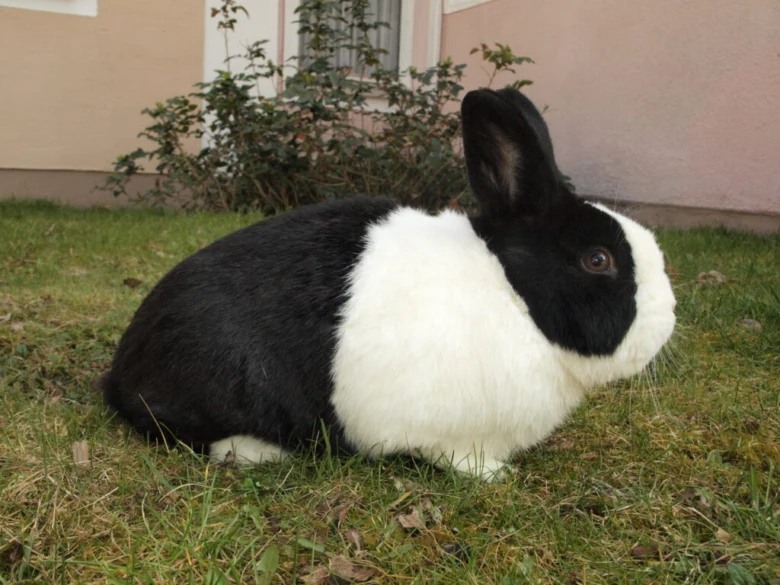 Černobílý králík sedící na trávě před domem.