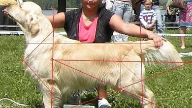 Zlatý retrívr na trávě s ženou v pozadí během výstavy psů.