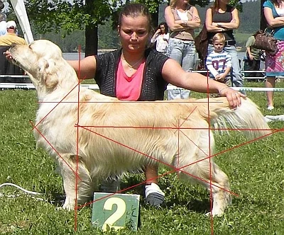 Zlatý retrívr na trávě s ženou v pozadí během výstavy psů.