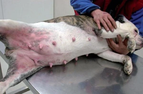 Pes s kožním onemocněním na veterinárním stole.