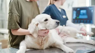 Pes leží na veterinárním stole při vyšetření.