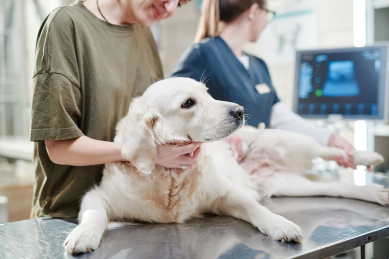 Pes leží na veterinárním stole při vyšetření.
