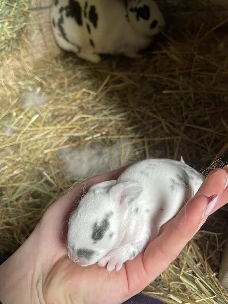 Malý bílý králík s černými skvrnami v rukou nad slámou.