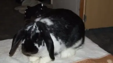 Černobílý králík sedící na utěrce v interiéru.