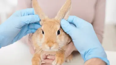 Králík je vyšetřován veterinářem s rukavicemi.