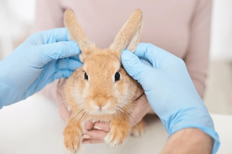 Králík je vyšetřován veterinářem s rukavicemi.