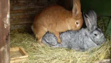 Hnědý králík se páří s šedým v dřevěném kurníku.