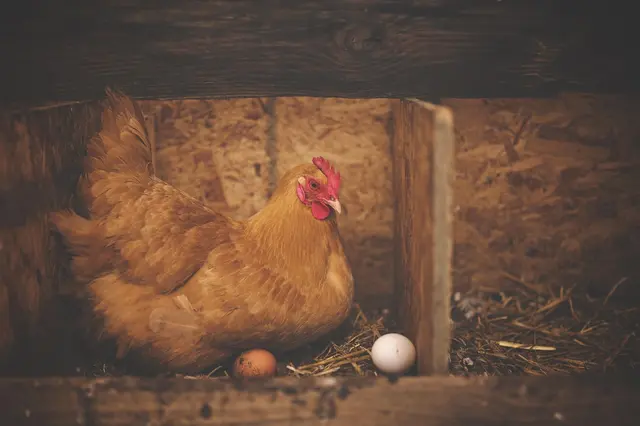 Hnědá slepice sedí v hnízdě s vejci vedle sebe.