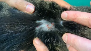 Zvětšený pohled na zánět kůže u kočky s šupinami.