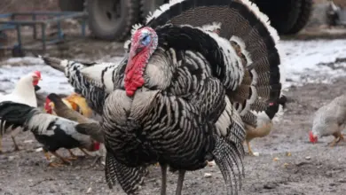 Mužský krůta s rozpařeným ocasem mezi jinými kuřaty na farmě.