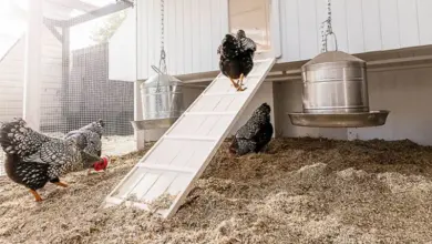 Slepice v chovu s krmítky a schodištěm pro sousedy