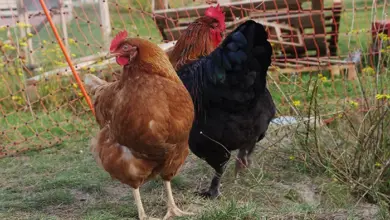 Dvě slepice, hnědá kura a černý kohout v chovu.