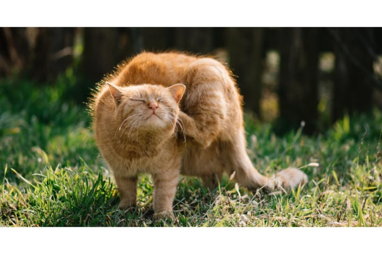 Orange cat scratching itself