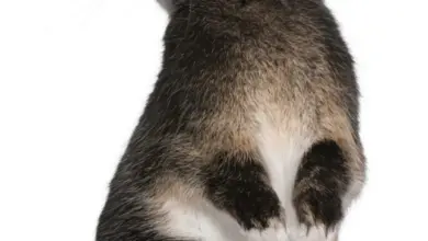 Králík sedící vzpřímeně na zadních nohách s předními tlapkami.