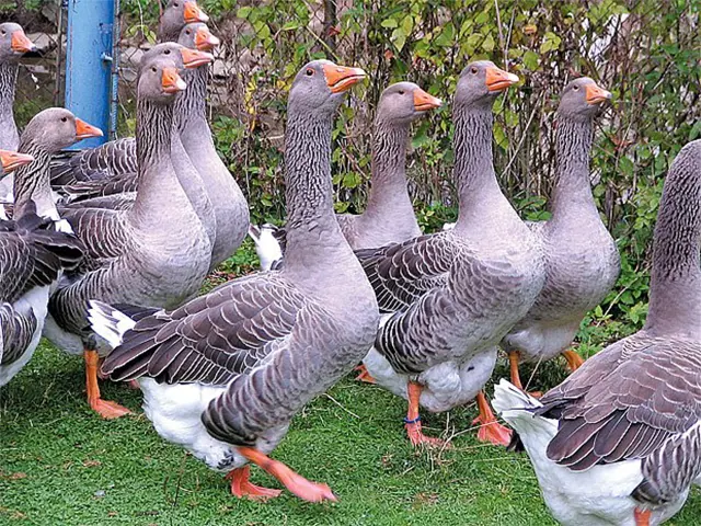 Stádo domácích hus na trávníku u keřů.