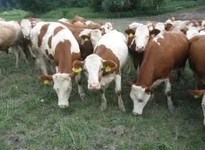 Skupina krav na trávníku před výpočtem procenta masa ze živé hmotnosti.