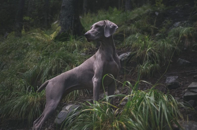 Weimaraner pes stojí v lesní trávě na skále