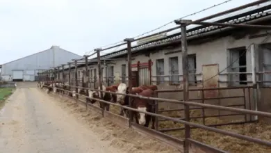 Býci se krmí suchým senem v dlouhém stáji.