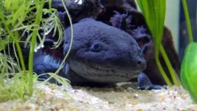 Tmavý axolotl v akváriu mezi vodními rostlinami.