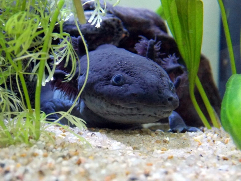 Tmavý axolotl v akváriu mezi vodními rostlinami.