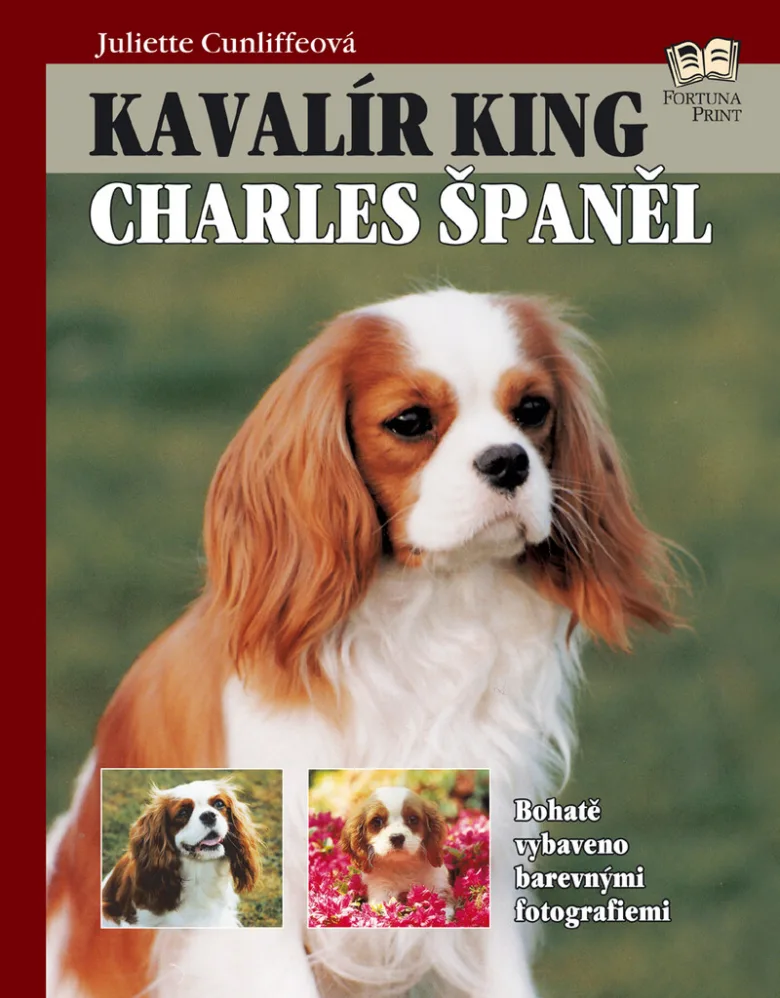 Cavalier king charles spaniel dog