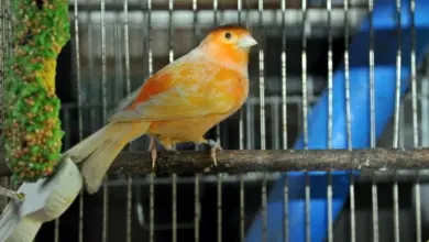 Orange canary bird