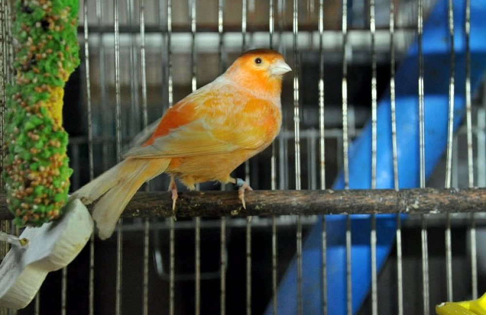 Orange canary bird