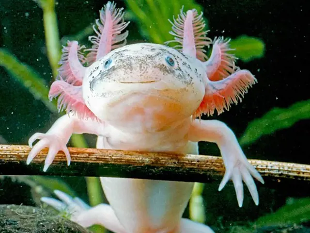 Růžový axolotl s pestrými žábry přichycený k větvi pod vodou.