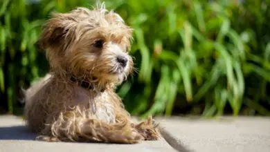 Malá maltipoo leží venku na chodníku před zelenou trávou.