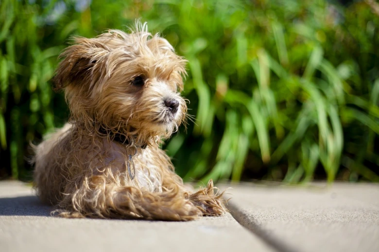 Malá maltipoo leží venku na chodníku před zelenou trávou.