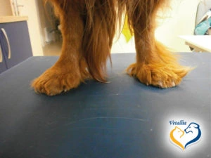 Zblízka nohy psa na veterinárním stole.